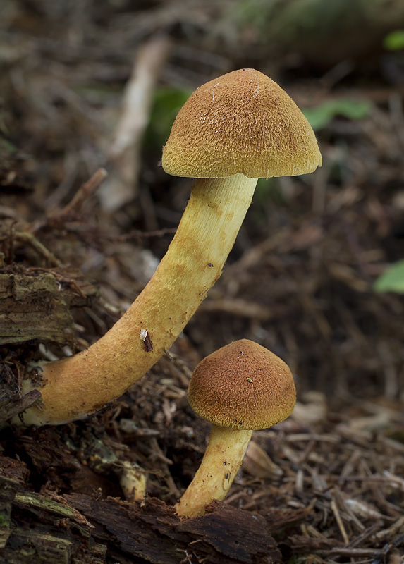 Cortinarius lignicola